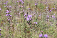 Liatris novae-angliae