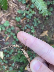 Paragymnopus sequoiae