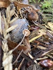 Paragymnopus sequoiae