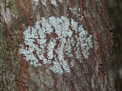 Physcia americana