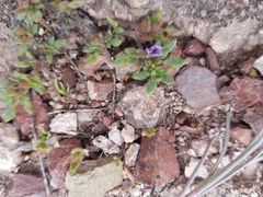 Tiquilia mexicana
