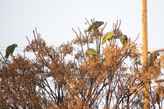 Amazona finschi × viridigenalis
