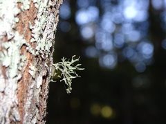 Ramalina americana