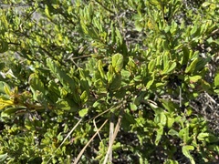 Ceanothus thyrsiflorus griseus