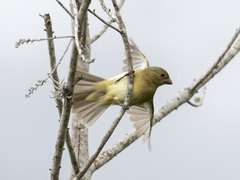 Sporophila nigricollis