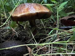 Cyanoboletus
