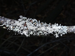 Parmotrema submarginale