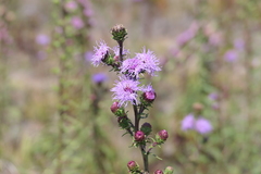 Liatris novae-angliae