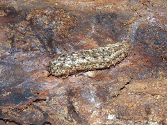 Philomycus carolinianus