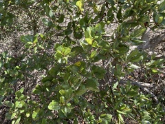 Ceanothus thyrsiflorus griseus