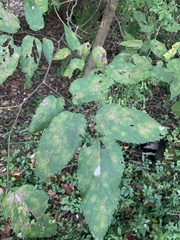 Celtis occidentalis