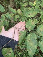 Celtis occidentalis