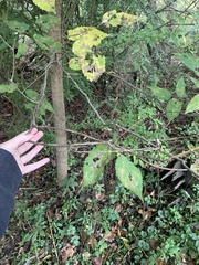 Celtis occidentalis