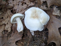 Tricholoma saponaceum