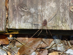 Leiobunum ventricosum