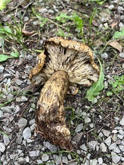 Lactarius sordidus