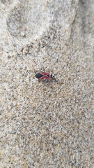 Neacoryphus bicrucis