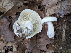 Tricholoma saponaceum
