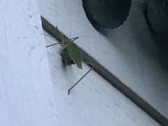 Tettigoniidae