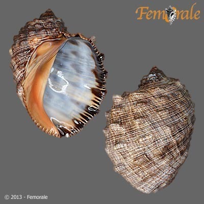 Plicopurpura columellaris