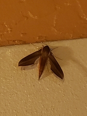 Xylophanes tersa