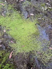 Callitriche stagnalis
