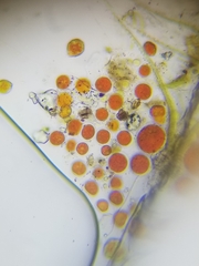 Haematococcus