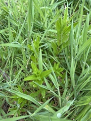 Epilobium billardiereanum