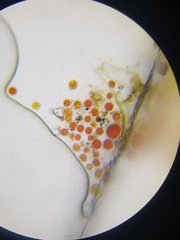 Haematococcus