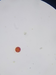 Haematococcus