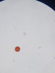 Haematococcus