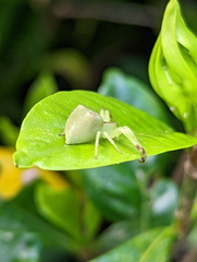 Sidymella rubrosignata