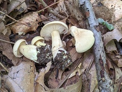 Tricholoma odorum