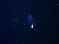 Hydrozoa