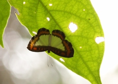 Nymphidium caricae