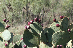 Opuntia engelmannii