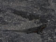 Microlophus albemarlensis