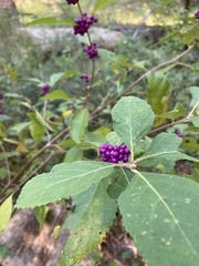 Callicarpa americana