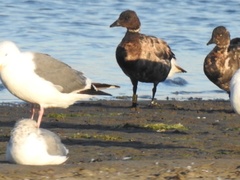 Branta bernicla