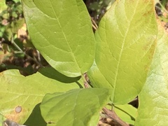 Calycanthus occidentalis