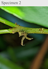 Sidymella