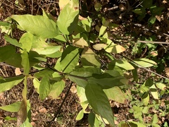 Calycanthus occidentalis