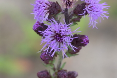 Liatris novae-angliae