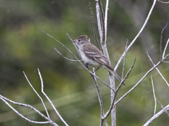 Elaenia chiriquensis