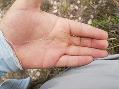 Digitaria ternata