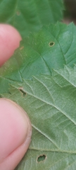 Rubus recurvans
