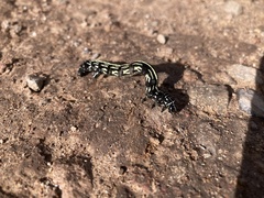 Acronyctodes mexicanaria