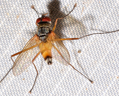 Cholomyia inaequipes