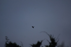 Falconiformes
