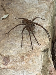 Dolomedes vittatus